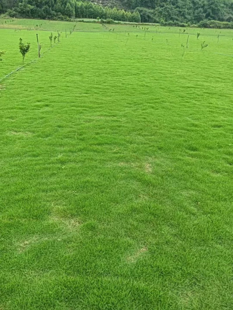 草坪草大量供应精品马尼拉草，打造绿色家园，快速铺设，品质保证