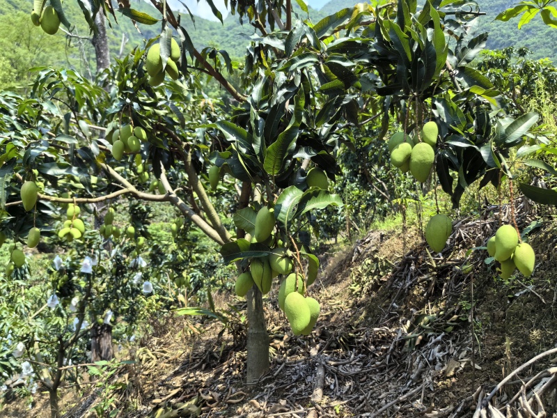 【优质】贵州芒果小台芒-产地直发-价格优惠-可产地看货