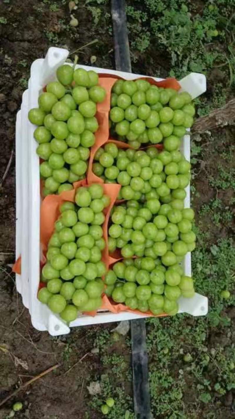 【精品】江苏徐州阳光玫瑰产地直供精品大粒超甜口感
