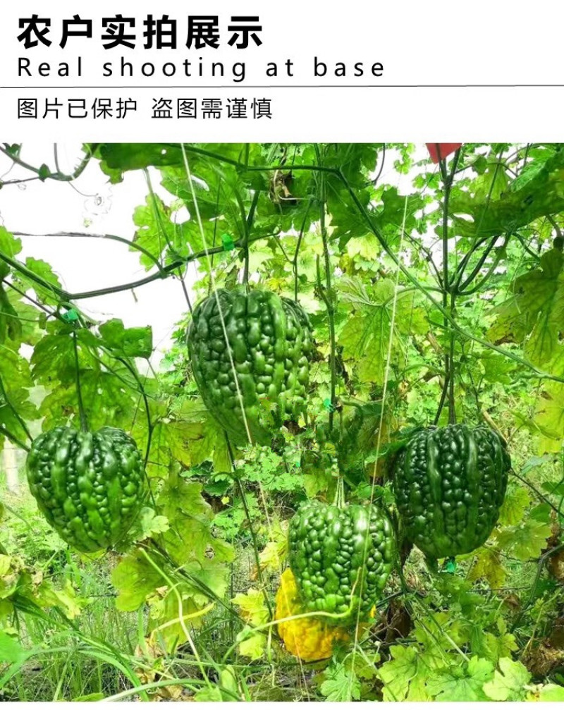 江门大顶苦瓜种子早中熟条瘤粗直肉厚味苦带甘甜
