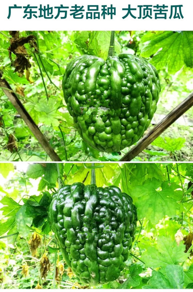 江门大顶苦瓜种子早中熟条瘤粗直肉厚味苦带甘甜