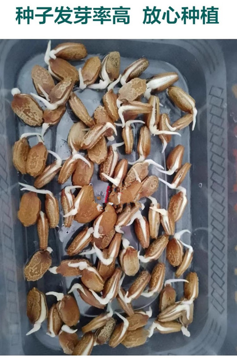 江门大顶苦瓜种子早中熟条瘤粗直肉厚味苦带甘甜