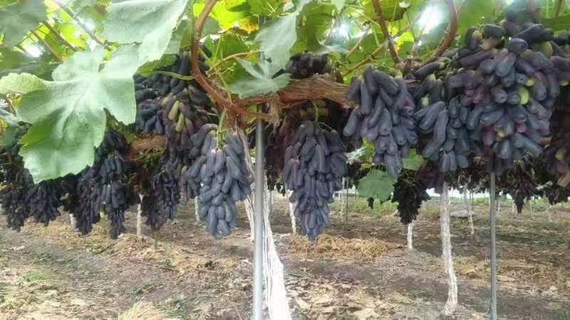 四川凉山蓝宝石葡萄大量上市产地直发品质保障