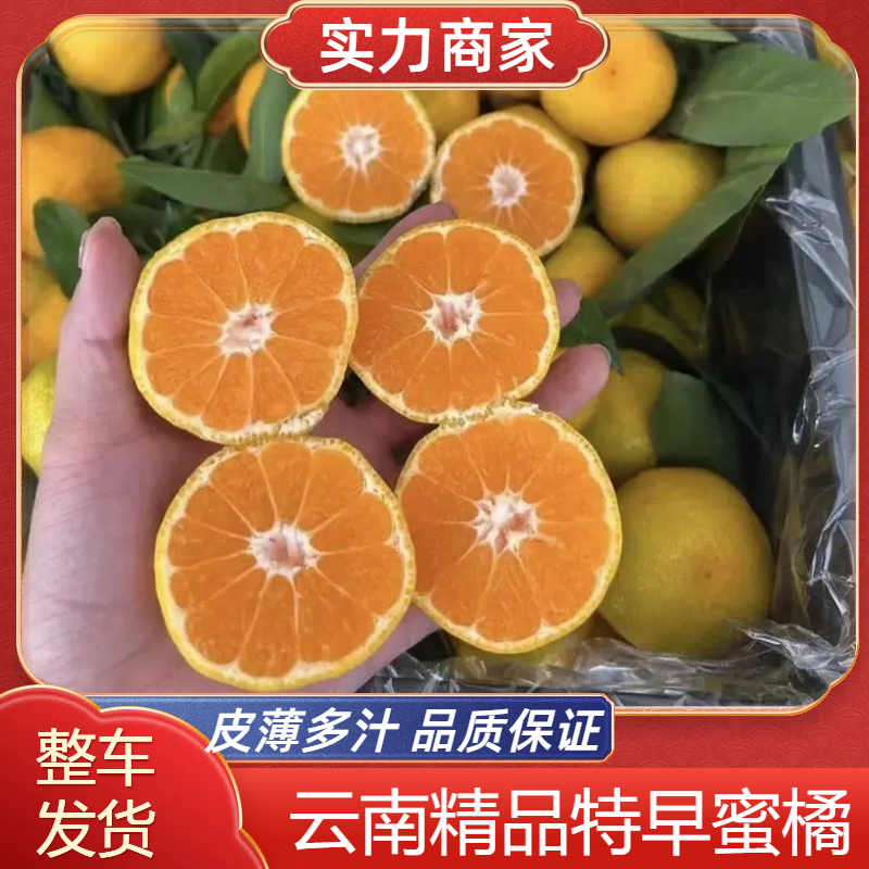 高山蜜橘，无籽无渣细皮，对接电商社团市场商超等保质保量