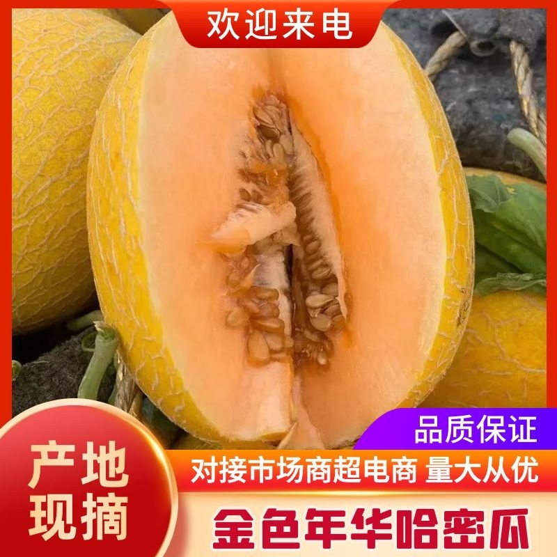 内蒙古产地直发哈密瓜金色年华团队可靠信誉度高值得老板信赖