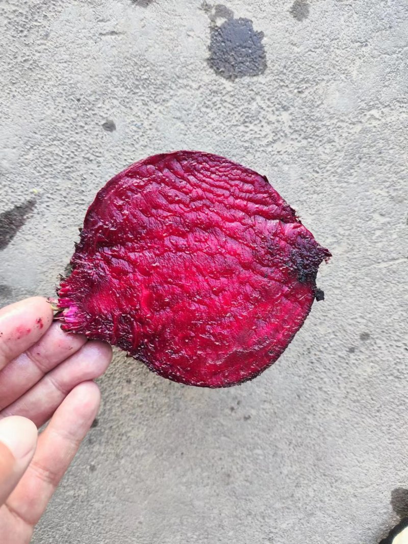 脱水甜菜粒
