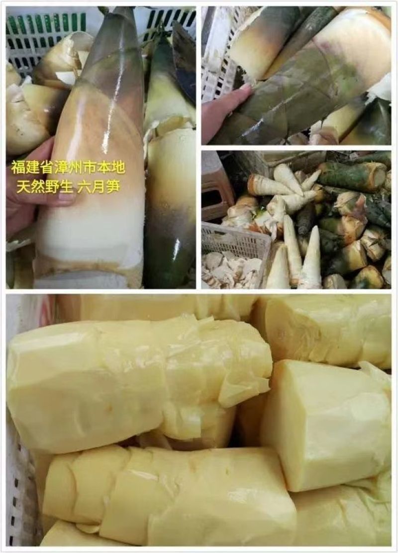 酸笋酸竹笋酸脆嫩笋尖螺蛳粉配料福建漳州产地直发量大商用
