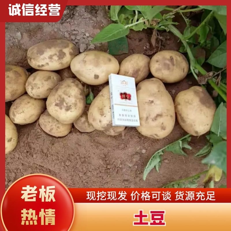 土豆沃土5号陕西沃土土豆大量供应对接全国市场电商