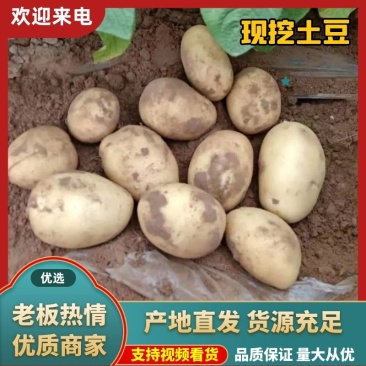 土豆V7土豆陕西v7土豆大量供应对接全国市场