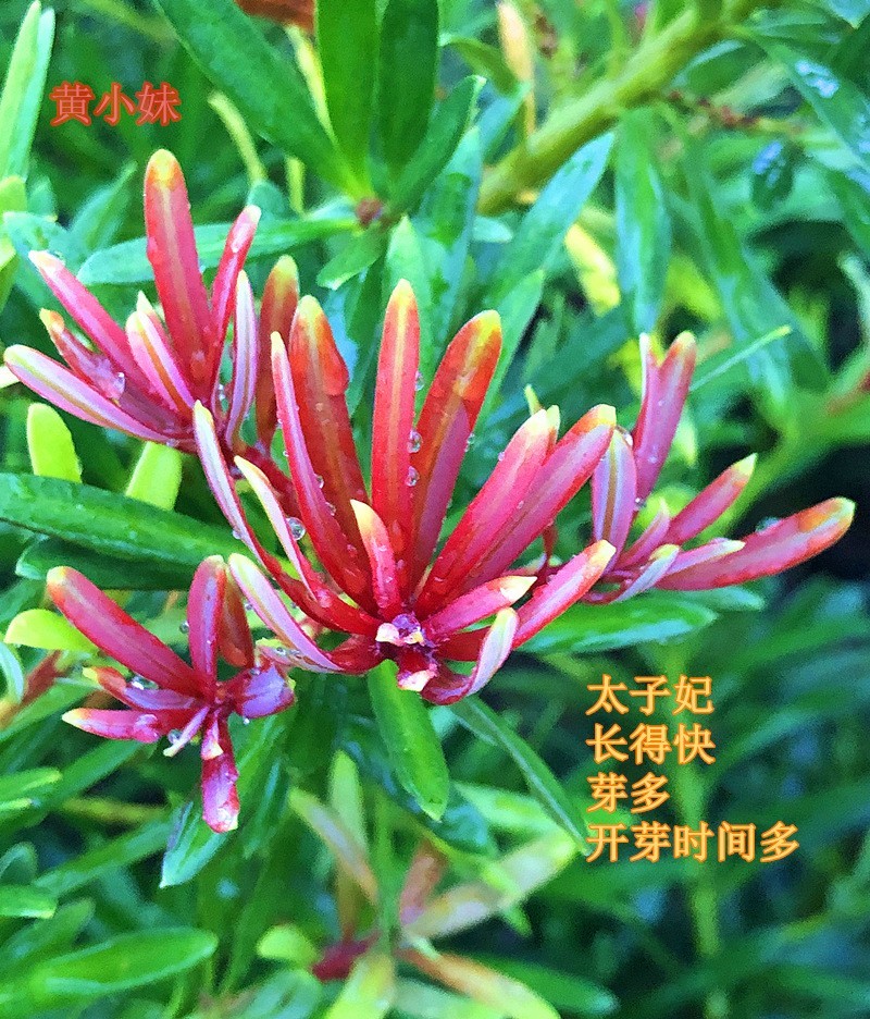 海岛红芽太子妃罗汉松小盆景客厅旺宅花卉庭院绿植物盆栽树苗