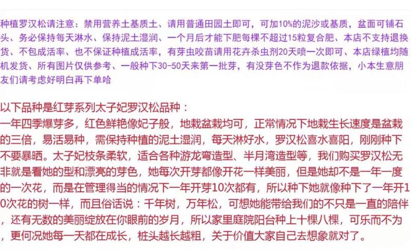 海岛红芽太子妃罗汉松小盆景客厅旺宅花卉庭院绿植物盆栽树苗