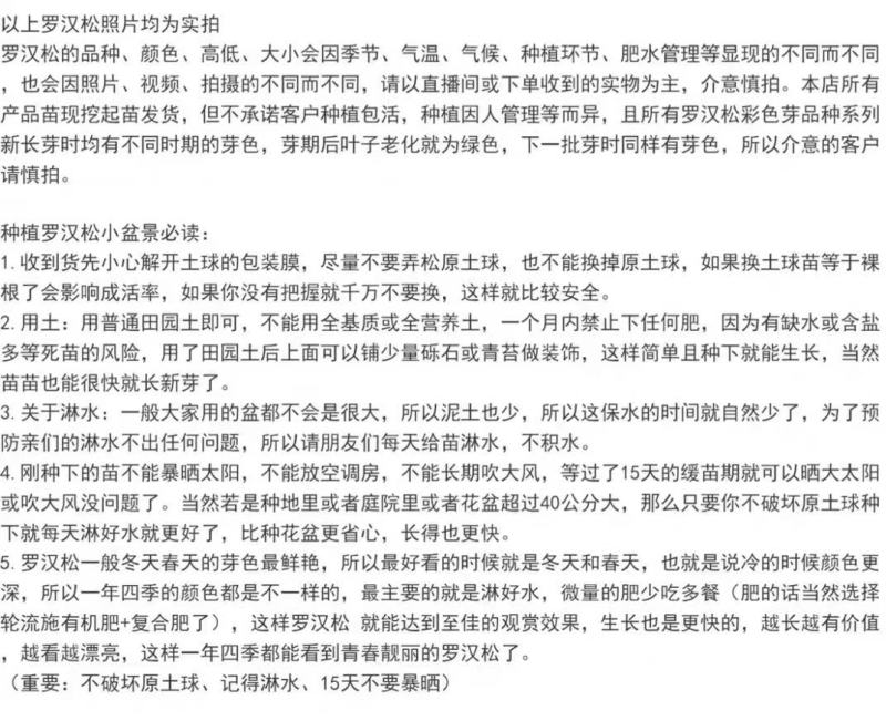 海岛红芽太子妃罗汉松小盆景客厅旺宅花卉庭院绿植物盆栽树苗