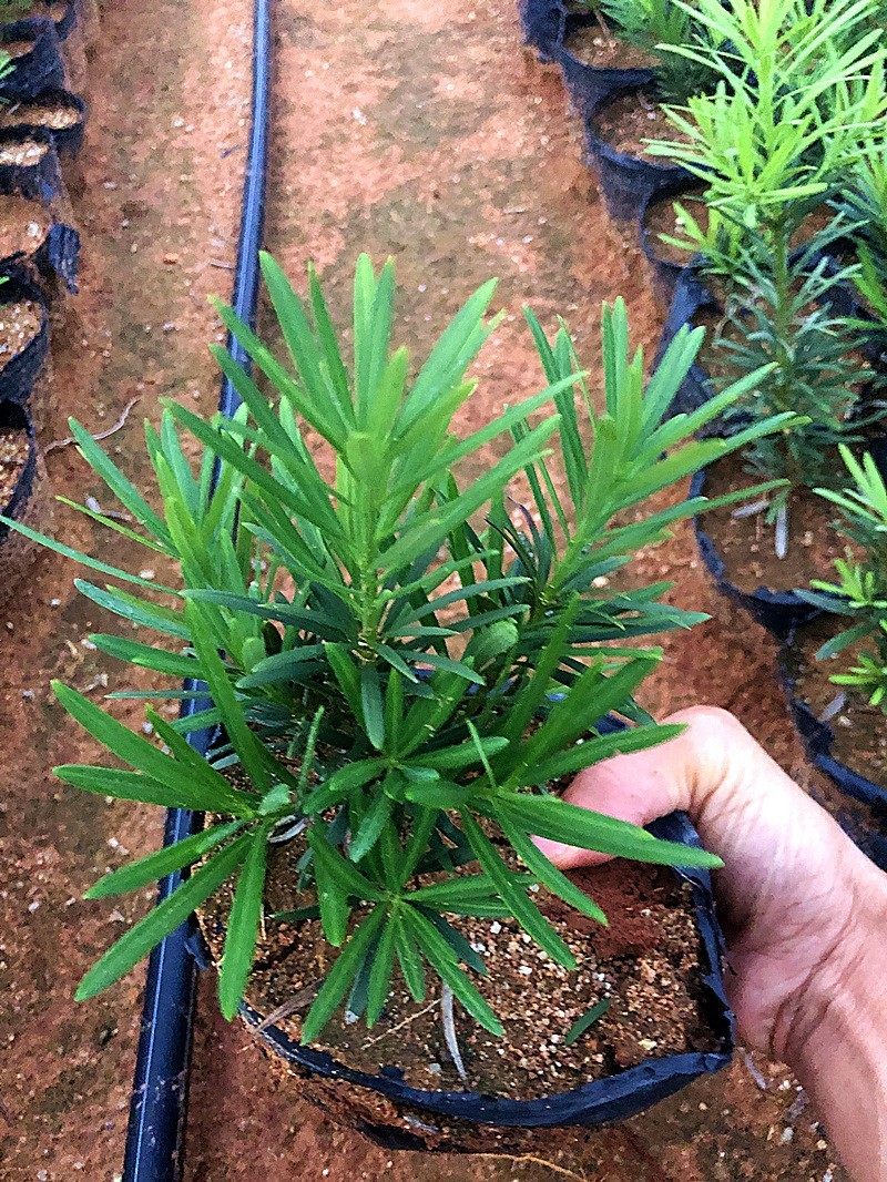 小叶雀舌罗汉松四季常绿室内外庭院小盆栽绿植园艺盆景造型树