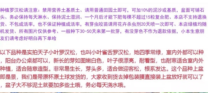 小叶雀舌罗汉松四季常绿室内外庭院小盆栽绿植园艺盆景造型树