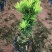 台湾金钻罗汉松小叶盆栽景鲜花卉绿植物广西庭院观叶阳台楼顶