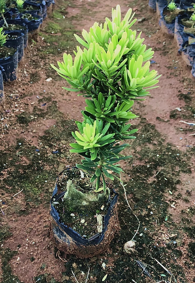 台湾金钻罗汉松小叶盆栽景鲜花卉绿植物广西庭院观叶阳台楼顶