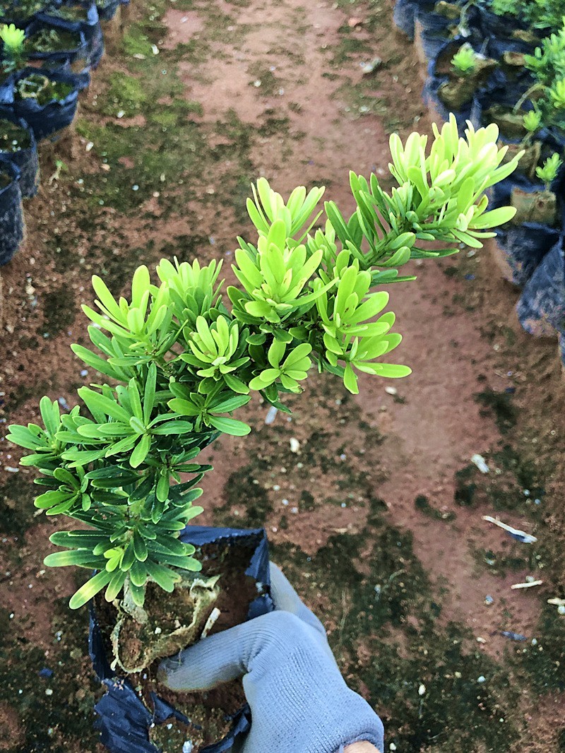 台湾金钻罗汉松小叶盆栽景鲜花卉绿植物广西庭院观叶阳台楼顶
