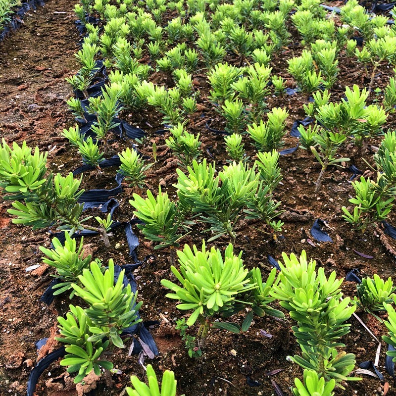 台湾金钻罗汉松小叶盆栽景鲜花卉绿植物广西庭院观叶阳台楼顶