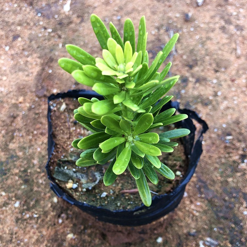 台湾金钻罗汉松小叶盆栽景鲜花卉绿植物广西庭院观叶阳台楼顶