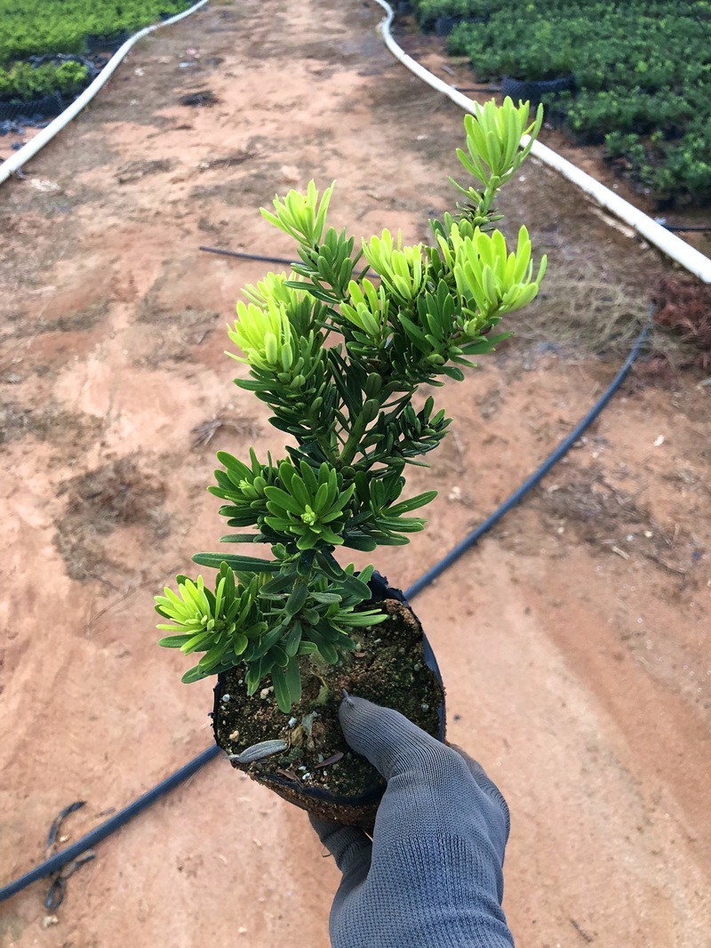 台湾金钻罗汉松小叶盆栽景鲜花卉绿植物广西庭院观叶阳台楼顶