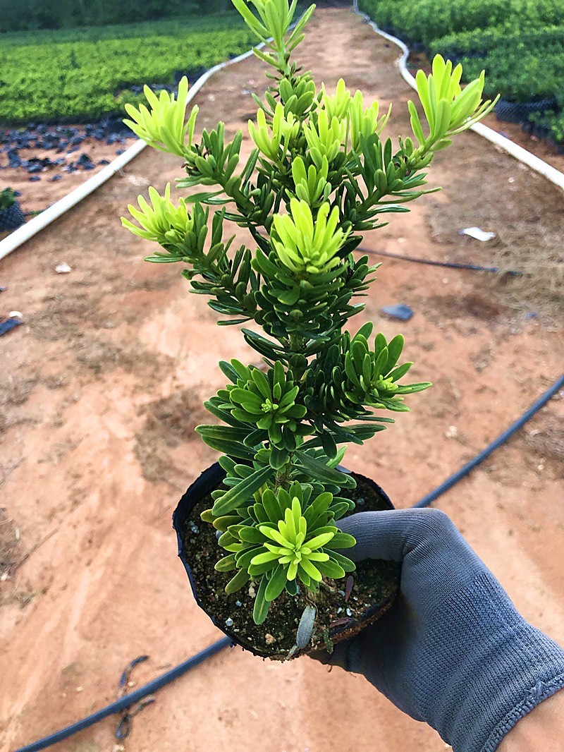 台湾金钻罗汉松小叶盆栽景鲜花卉绿植物广西庭院观叶阳台楼顶