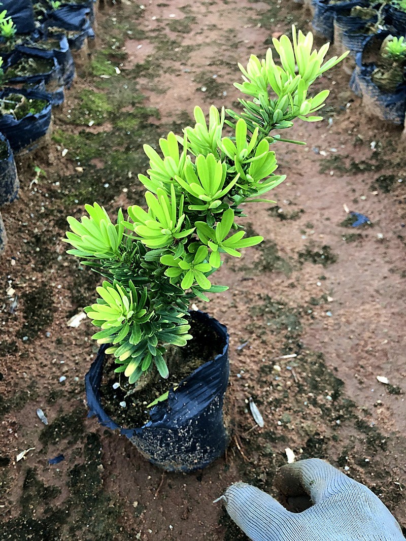 台湾金钻罗汉松小叶盆栽景鲜花卉绿植物广西庭院观叶阳台楼顶
