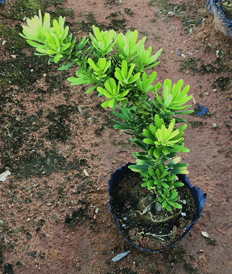 台湾金钻罗汉松小叶盆栽景鲜花卉绿植物广西庭院观叶阳台楼顶