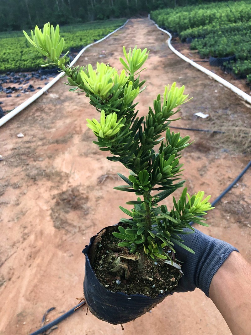 台湾金钻罗汉松小叶盆栽景鲜花卉绿植物广西庭院观叶阳台楼顶