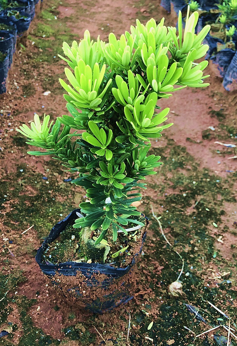 台湾金钻罗汉松小叶盆栽景鲜花卉绿植物广西庭院观叶阳台楼顶