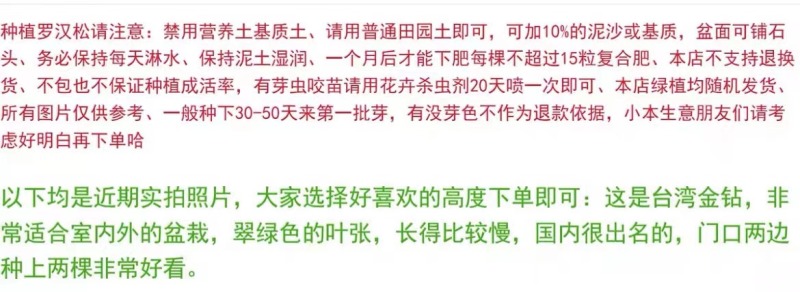 台湾金钻罗汉松小叶盆栽景鲜花卉绿植物广西庭院观叶阳台楼顶