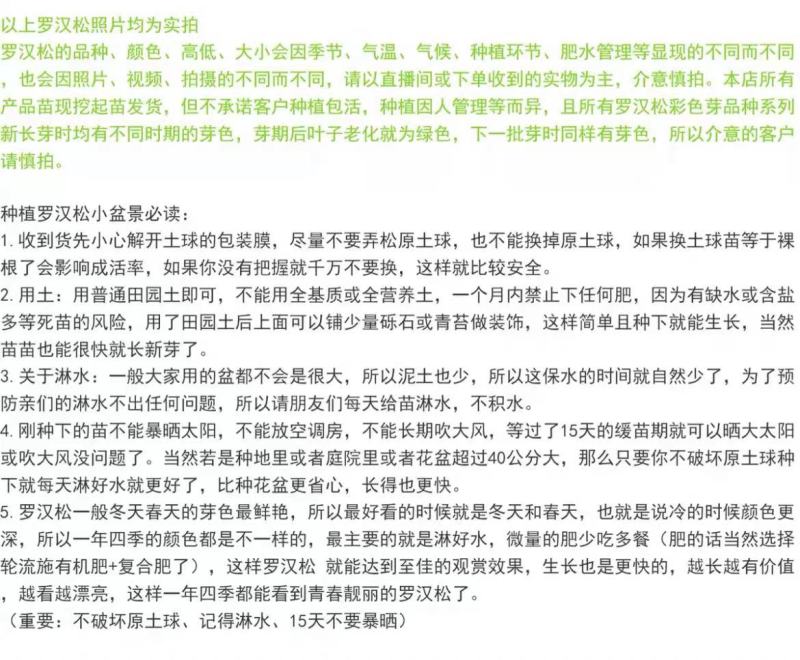 台湾金钻罗汉松小叶盆栽景鲜花卉绿植物广西庭院观叶阳台楼顶