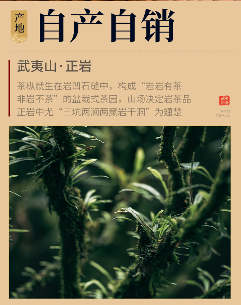 武夷岩茶正岩水仙兰底花香茶叶中轻火碳焙老枞水仙善