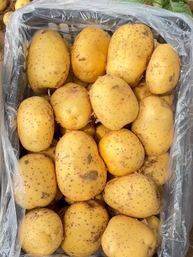 河北土豆V7土豆（大量现货）现挖现发可视频看货对接全国