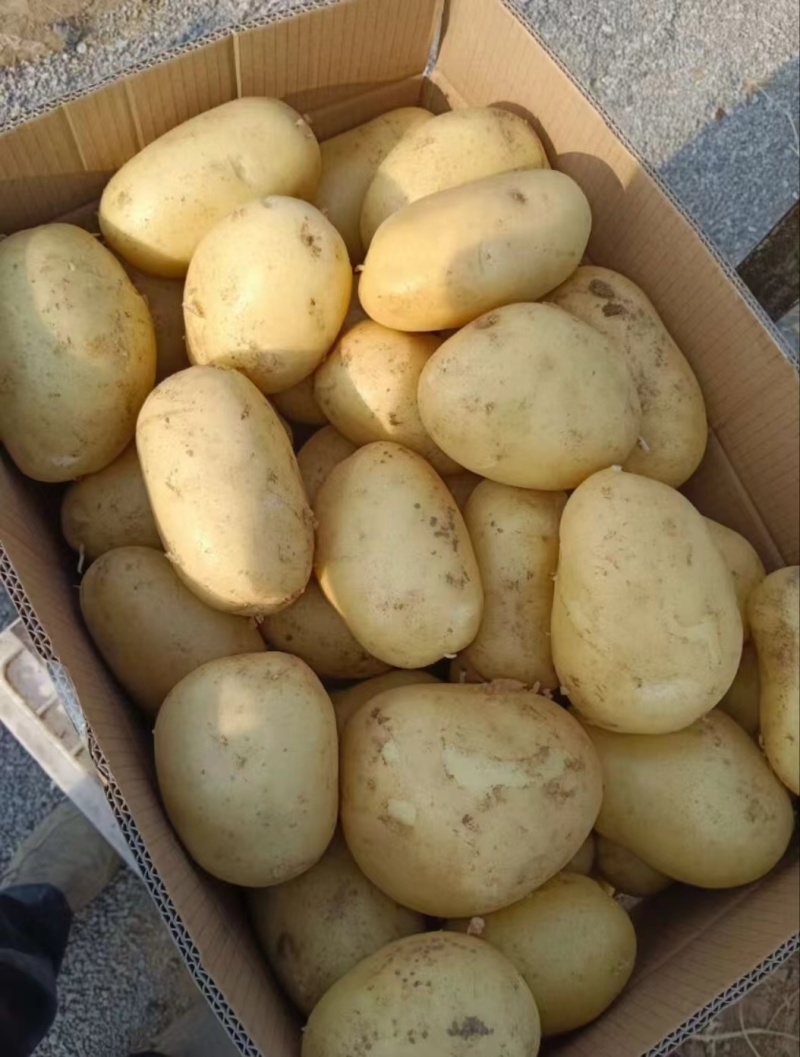 河北土豆V7土豆（大量现货）现挖现发可视频看货对接全国