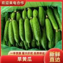 水果黄瓜旱黄瓜湖北黄瓜一手货源保质保量新鲜采摘，