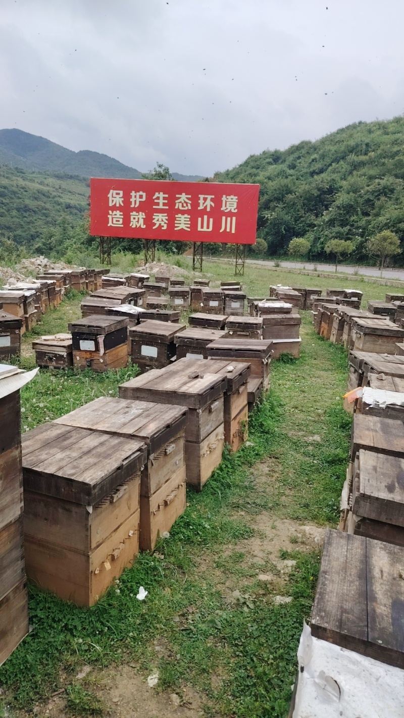 云南生态养殖蜂蜜全国发货保质保量长期供应