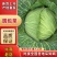 包菜扁包菜京丰一号奥奇娜圆包菜产地发货货源充足，