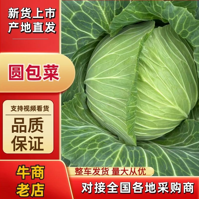 包菜扁包菜京丰一号奥奇娜圆包菜产地发货货源充足，