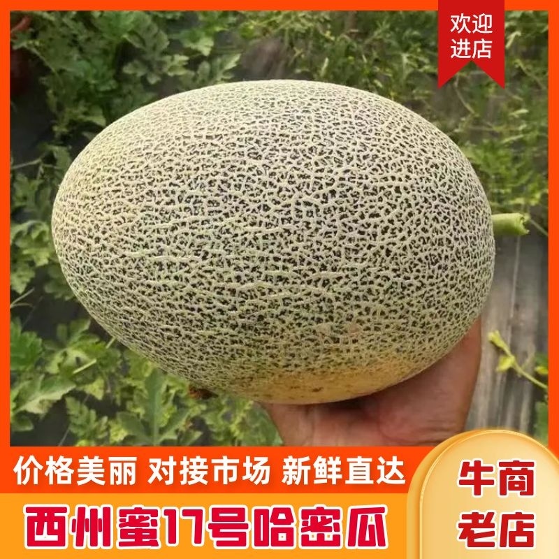 精品西州蜜17号，个头大，糖度过，可视频看货