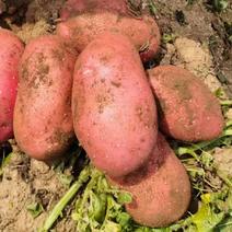 红皮土豆大量现货供应规格齐全对接全国电商市场批发商