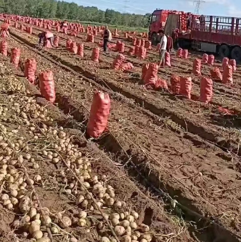 红皮土豆大量现货供应规格齐全对接全国电商市场批发商