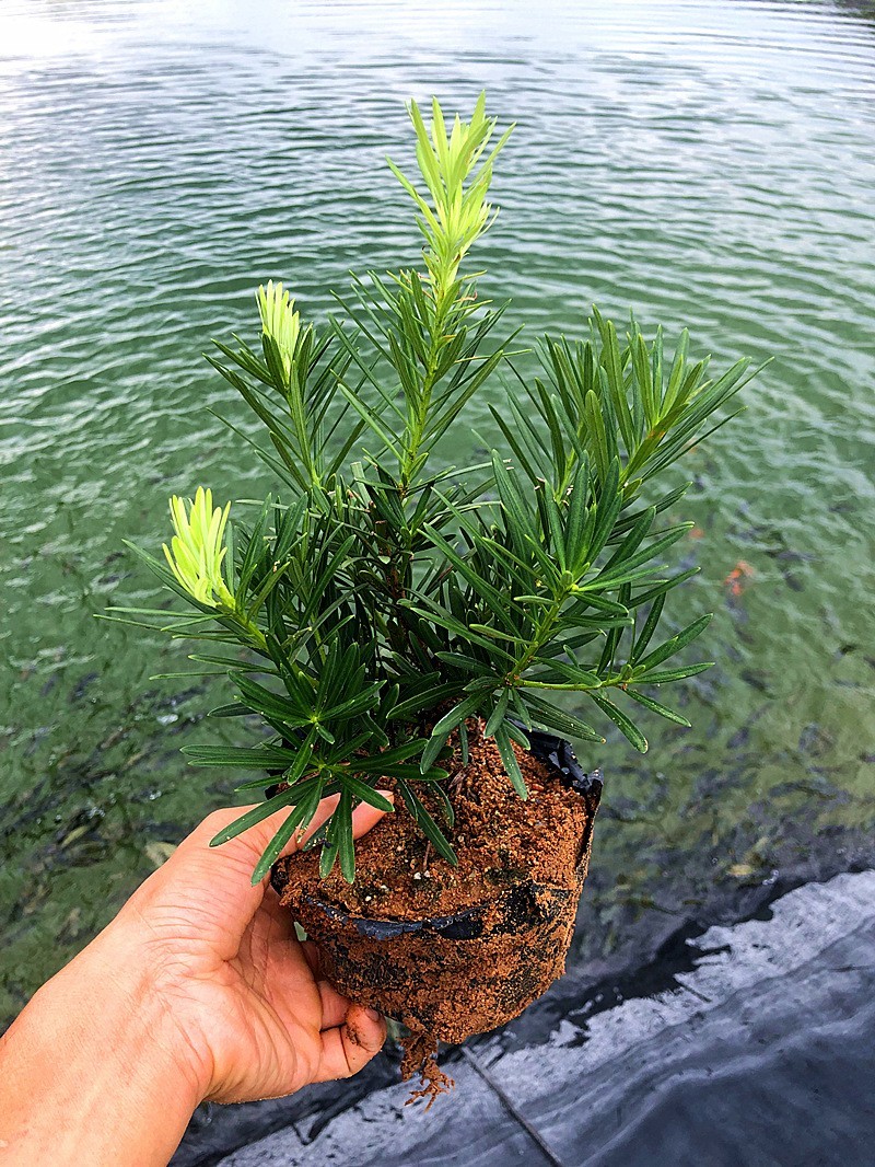 小叶雀舌罗汉松绿植天子四季常绿室内庭院小盆栽园艺造型盆景