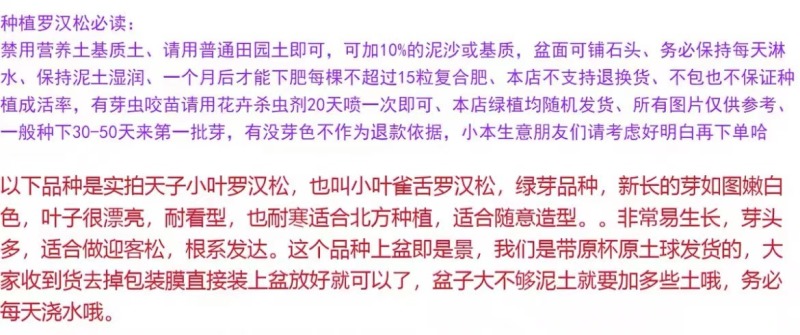 小叶雀舌罗汉松绿植天子四季常绿室内庭院小盆栽园艺造型盆景