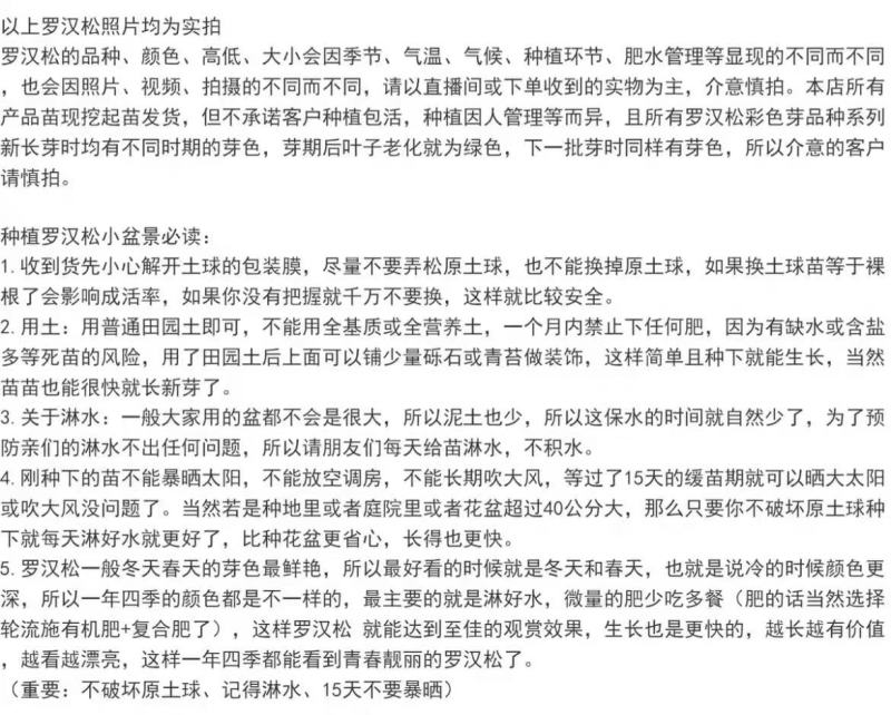 小叶雀舌罗汉松绿植天子四季常绿室内庭院小盆栽园艺造型盆景