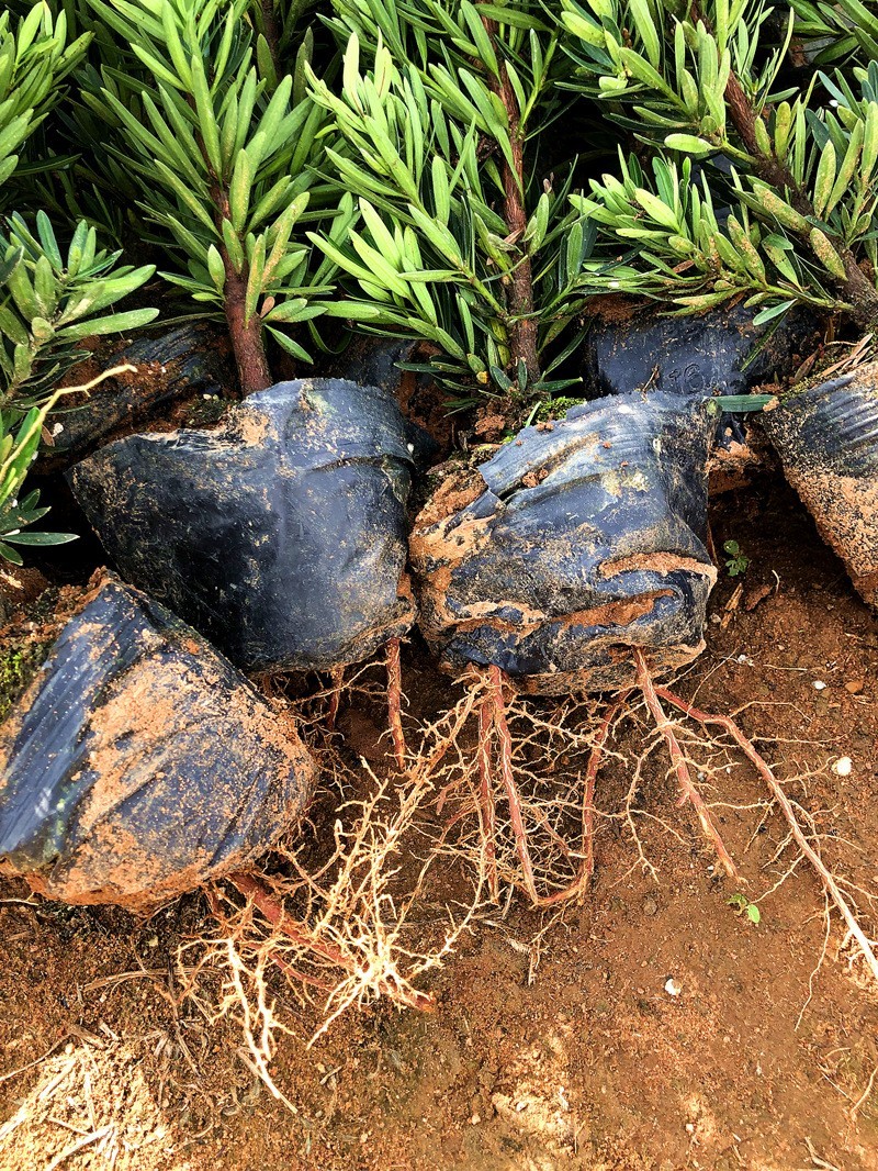 菊花心公树罗汉松不结果只开花盆景客厅旺宅卉庭院绿植物盆栽