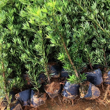 菊花心公树罗汉松不结果只开花盆景客厅旺宅卉庭院绿植物盆栽