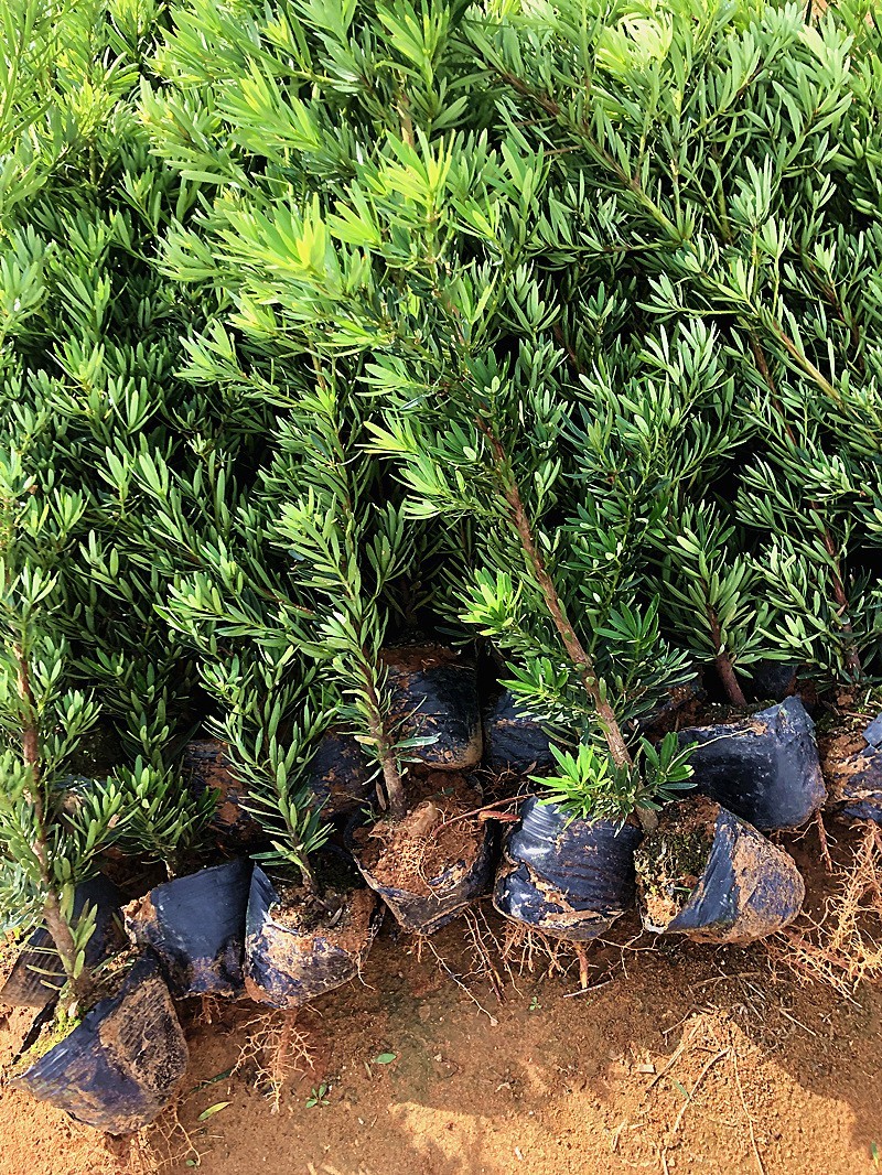 菊花心公树罗汉松不结果只开花盆景客厅旺宅卉庭院绿植物盆栽