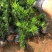 菊花心公树罗汉松不结果只开花盆景客厅旺宅卉庭院绿植物盆栽