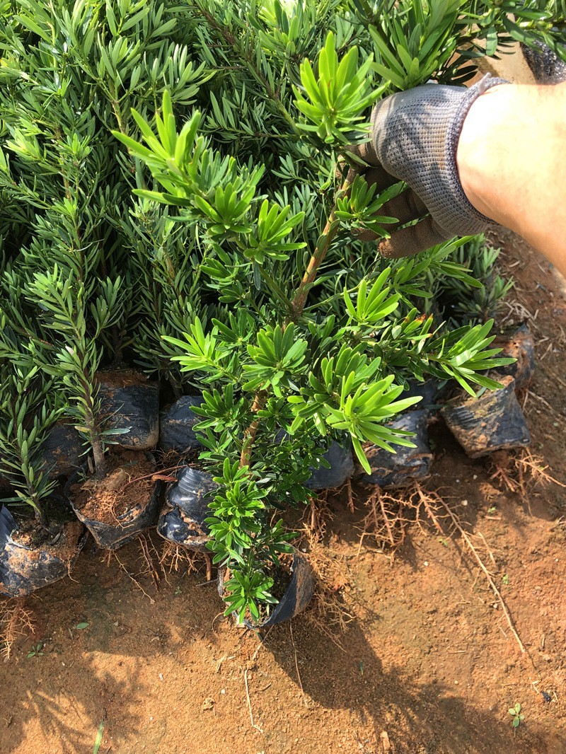 菊花心公树罗汉松不结果只开花盆景客厅旺宅卉庭院绿植物盆栽