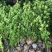 菊花心公树罗汉松不结果只开花盆景客厅旺宅卉庭院绿植物盆栽